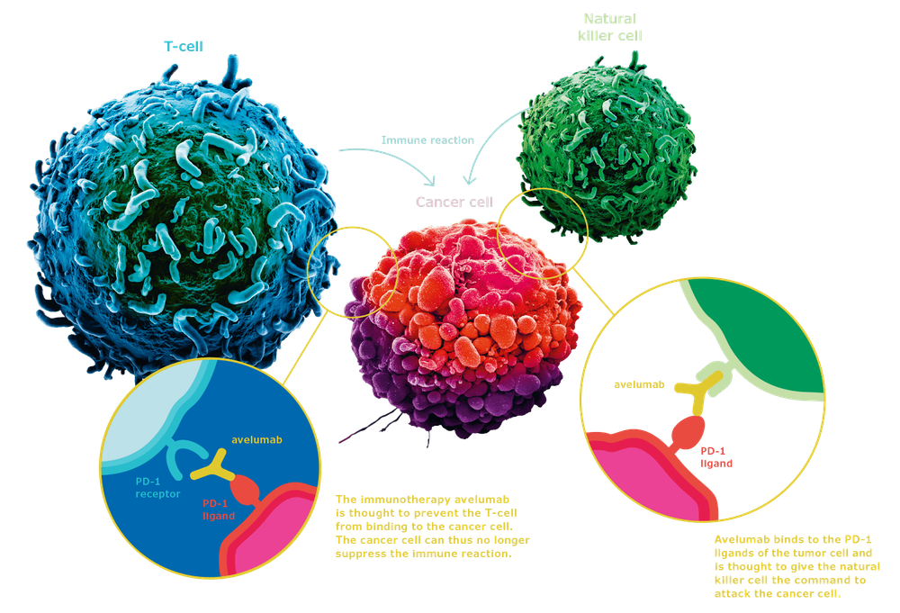 
Pembrolizumab giúp tăng cường phản ứng miễn dịch chống lại các tế bào ung thư
