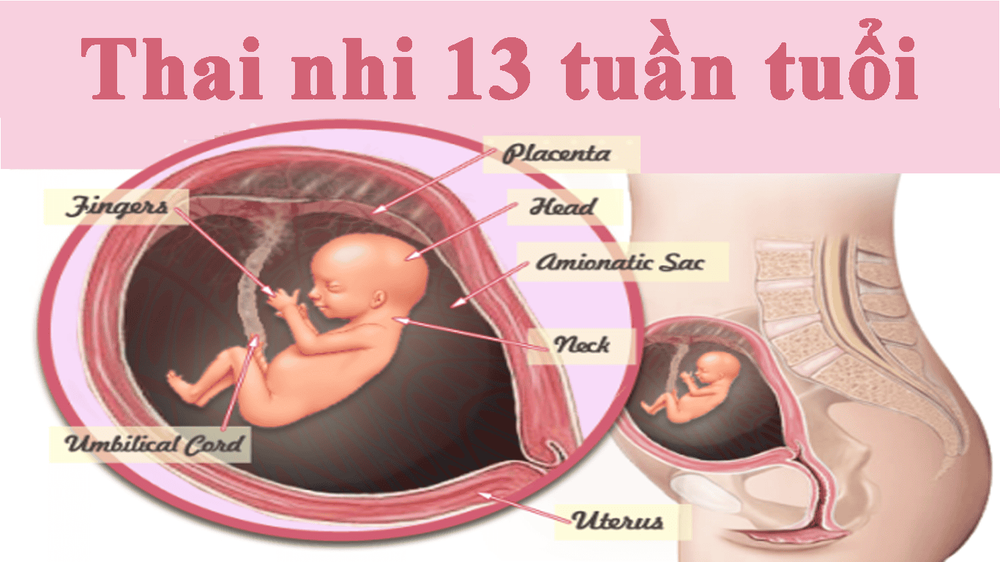 
Trên những ngón tay bé nhỏ của thai nhi, vân tay xuất hiện và dần hoàn chỉnh
