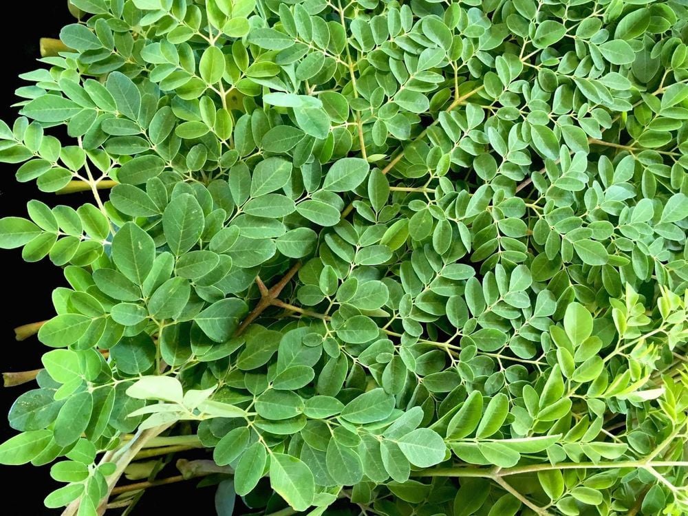 Moringa is not good for everyone to eat