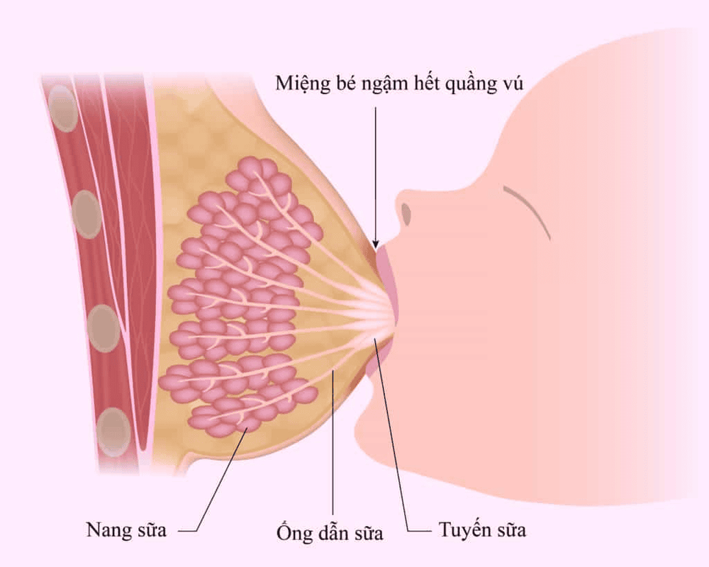 
Giải phẫu tuyến vú với các thành tố cơ bản
