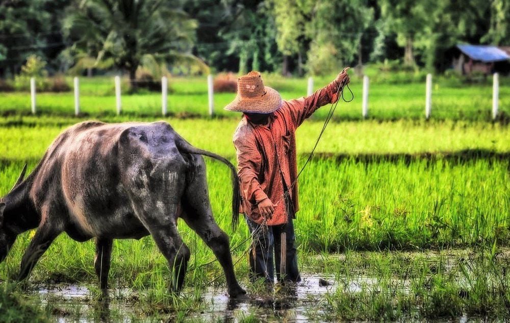 
Khi làm việc hay sinh hoạt môi trường có nguy cơ nhiễm vi khuẩn Whitmore cao, cần chú ý tránh để bị xây xước hoặc có vết thương hở
