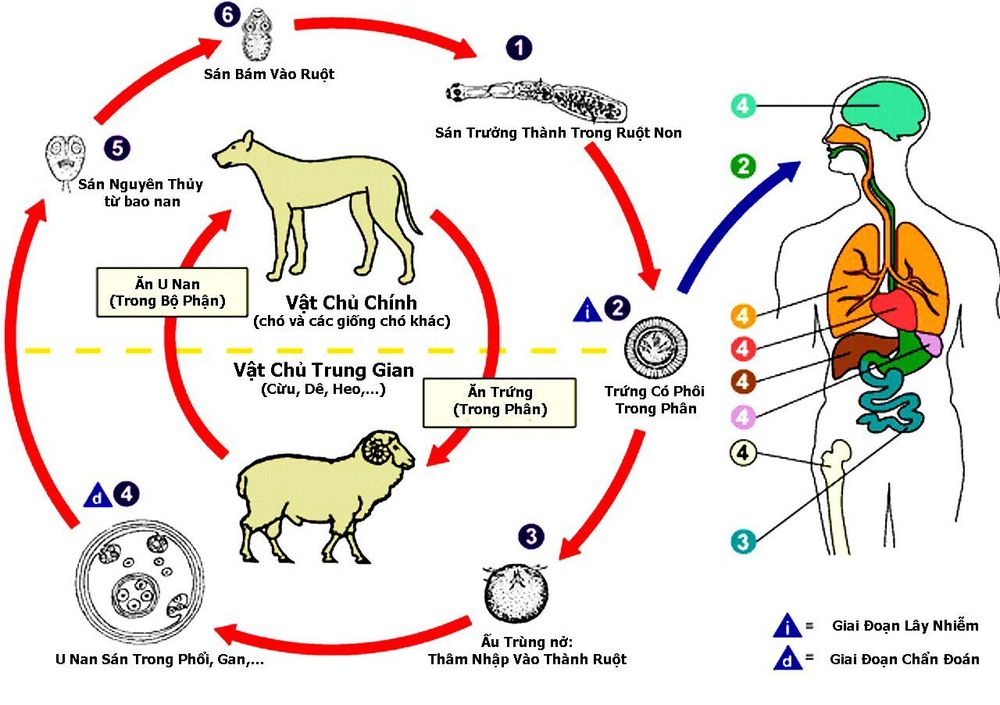 
Sơ đồ con đường lây truyền bệnh giun sán
