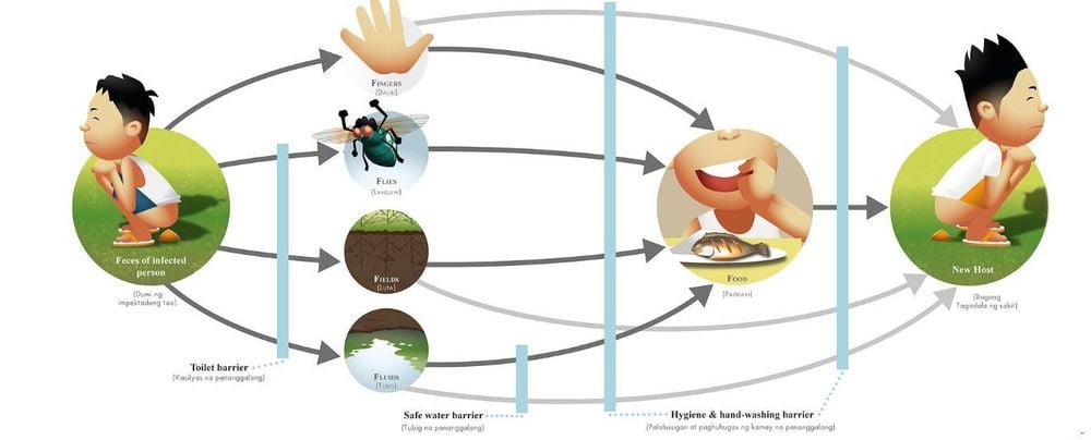 
Virus viêm gan A lây truyền từ người sang người qua đường phân-miệng
