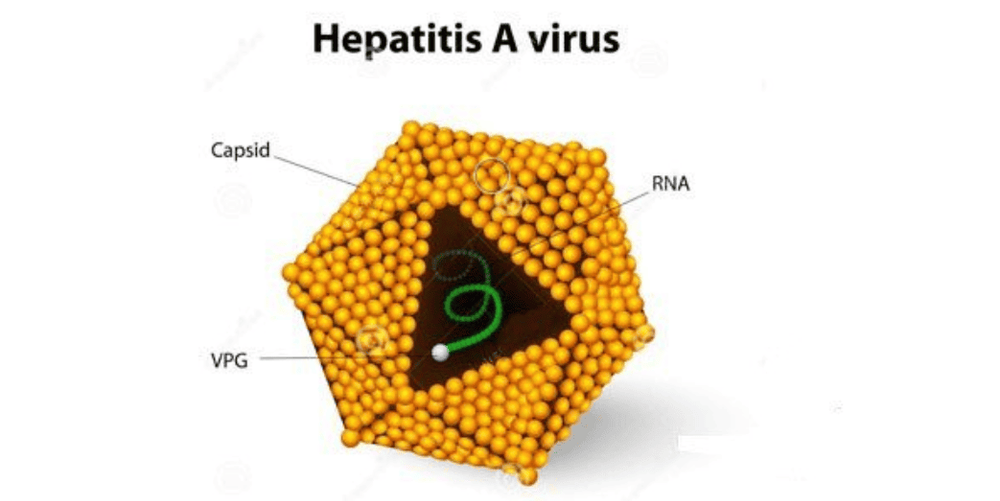 
Virus hepatitis là tác nhân gây bệnh viêm gan A
