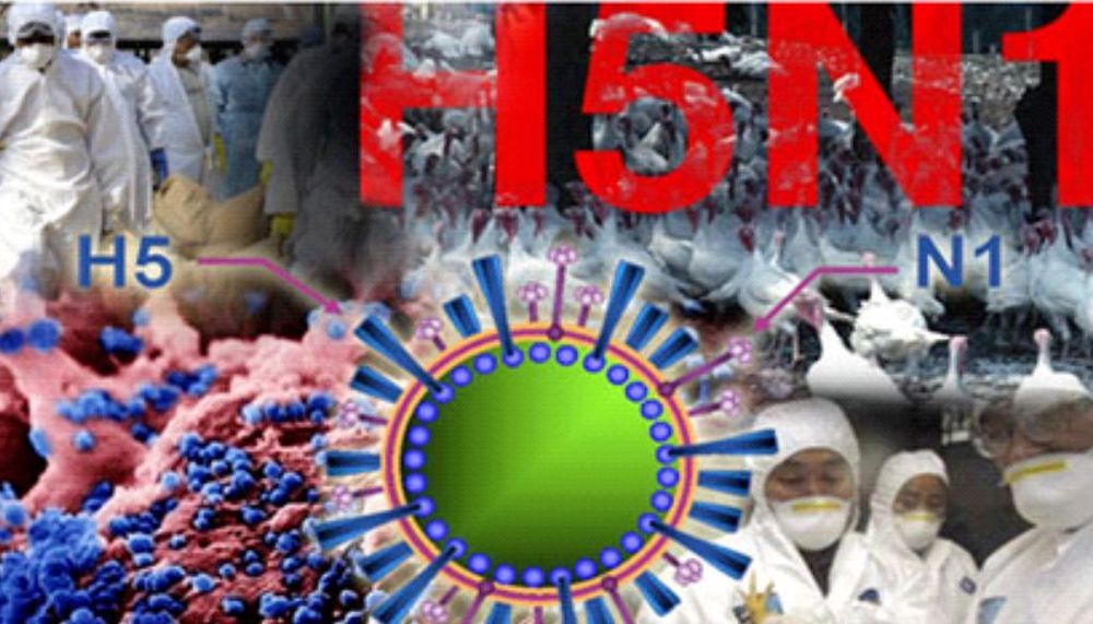 
Virus cúm gia cầm A (H5N1)
