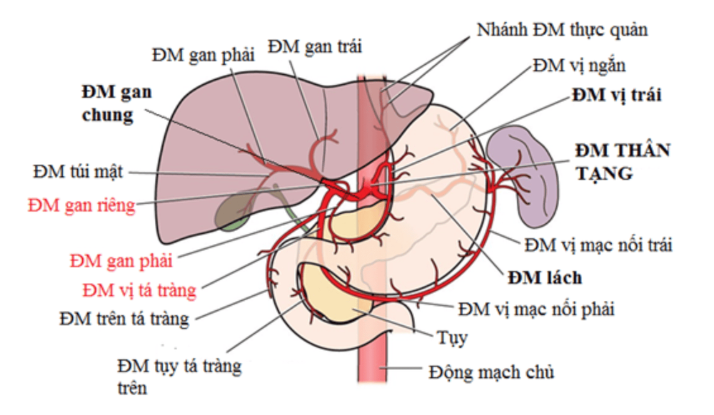 Về mặt giải phẫu học, gan nằm sát túi mật