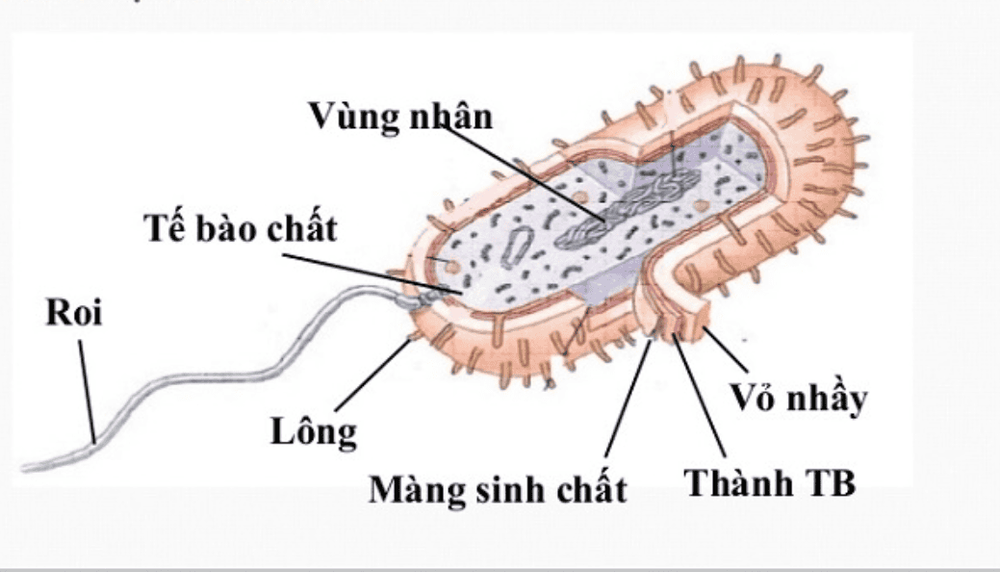 
Cấu trúc vi khuẩn
