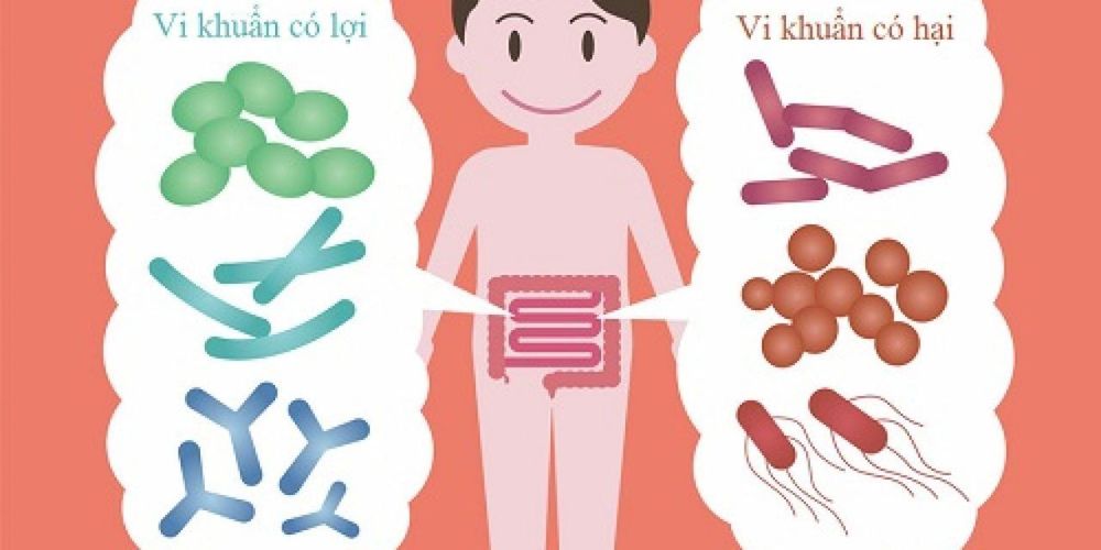 
Lợi khuẩn có tác dụng chống lại các vi khuẩn gây hại trong đường ruột
