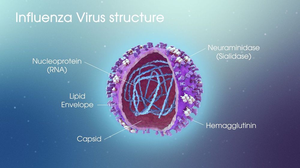 
Phần vỏ ngoài virus cúm chứa hai kháng nguyên quan trọng là H và N
