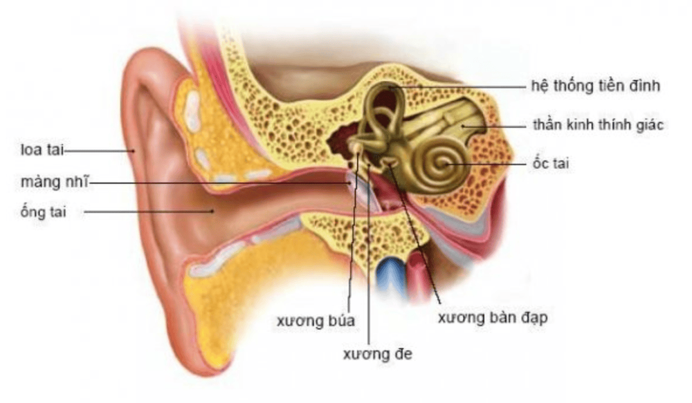 
Vị trí hệ thống tiền đình
