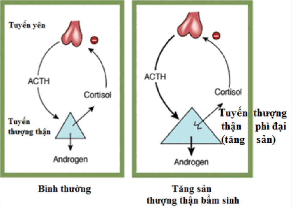 
Hình 6. Cơ chế điều hòa hoóc-môn tuyến yên
