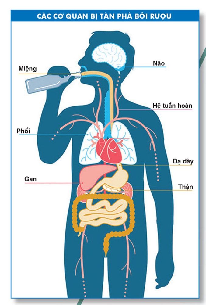 Rượu đi qua các bộ phận nào và "tàn phá" cơ thể ra sao?