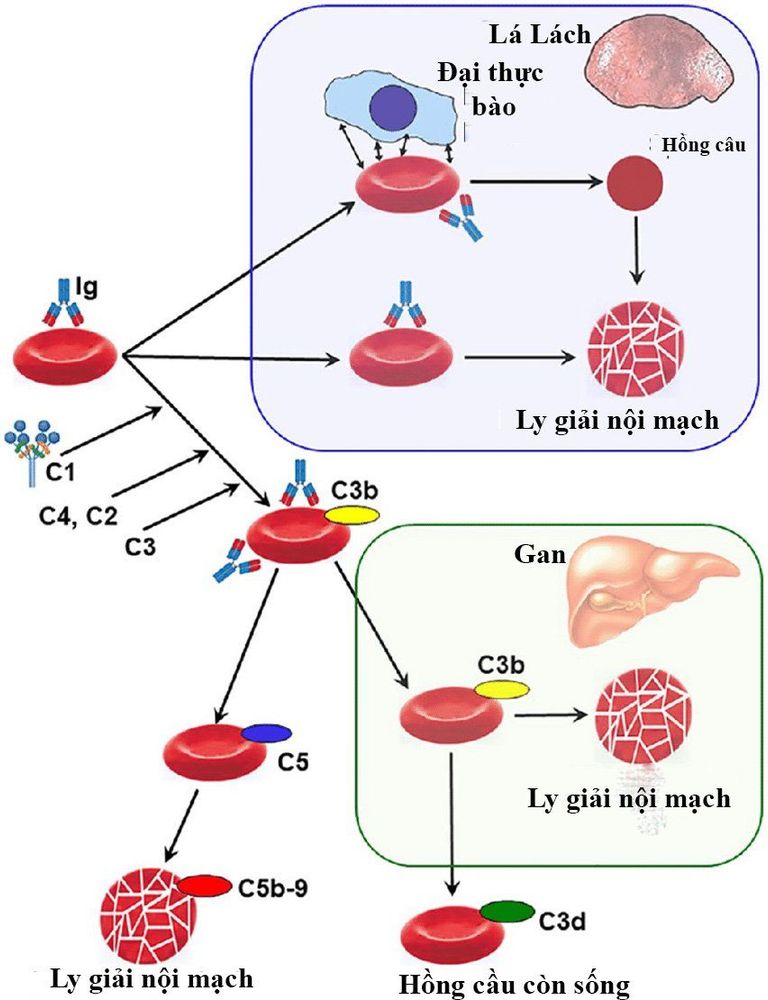 
Hình ảnh mô tả cơ chế gây tan máu tự miễn
