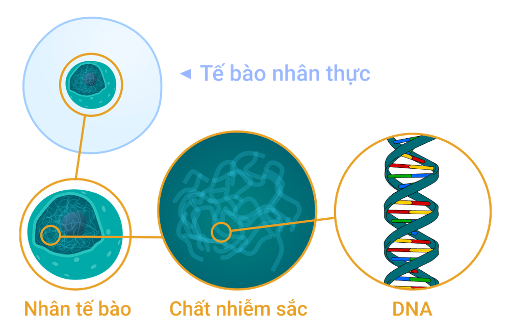 
DNA trong cơ thể
