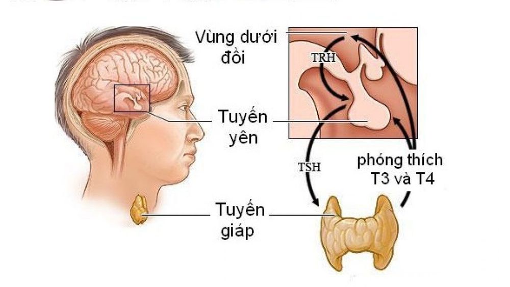 
Vùng dưới đồi có vai trò quan trọng trong hệ nội tiết
