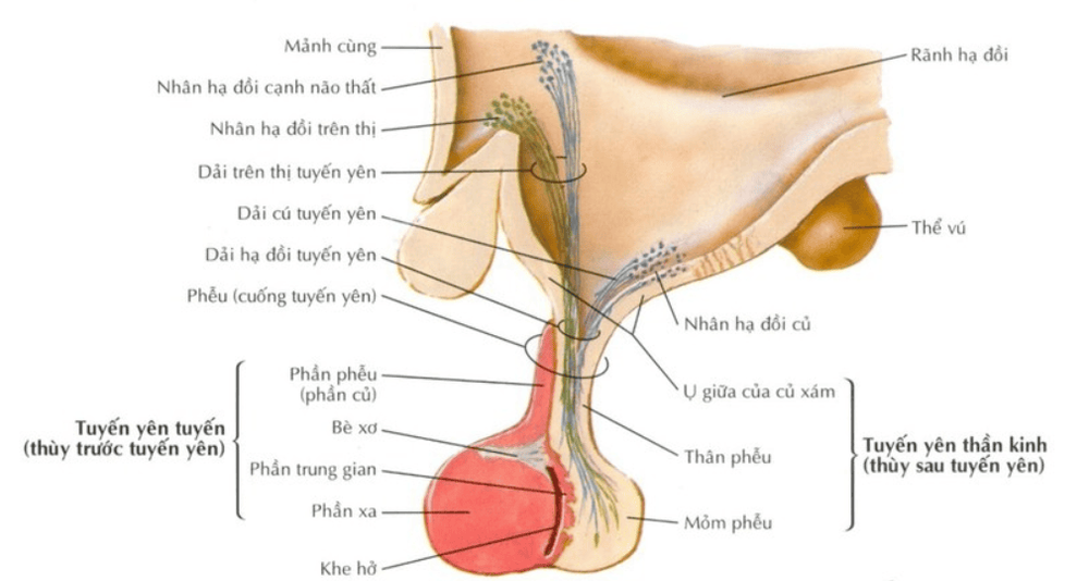 
Giải phẫu thùy trước tuyến yên
