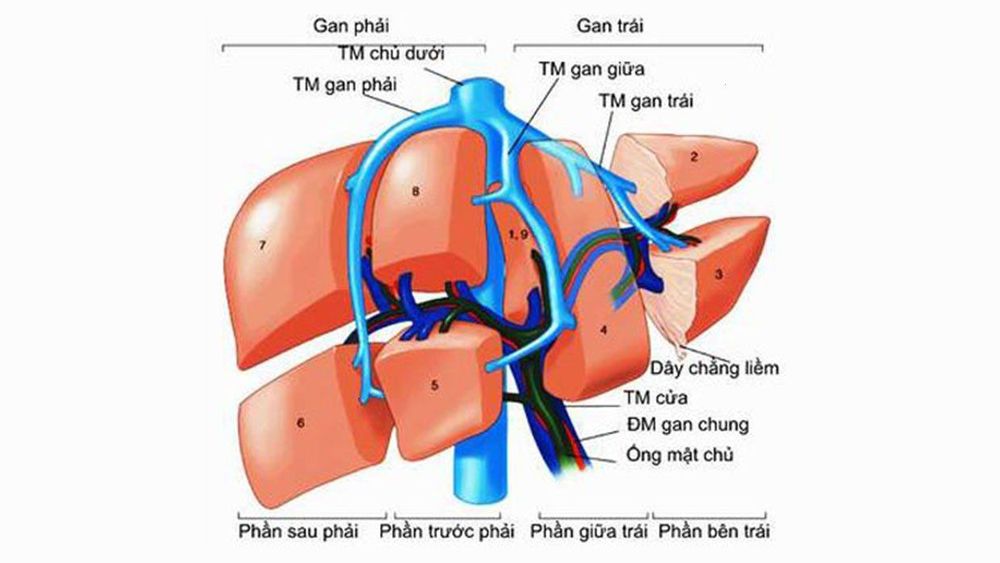 
Vị trí tĩnh mạch cửa gan
