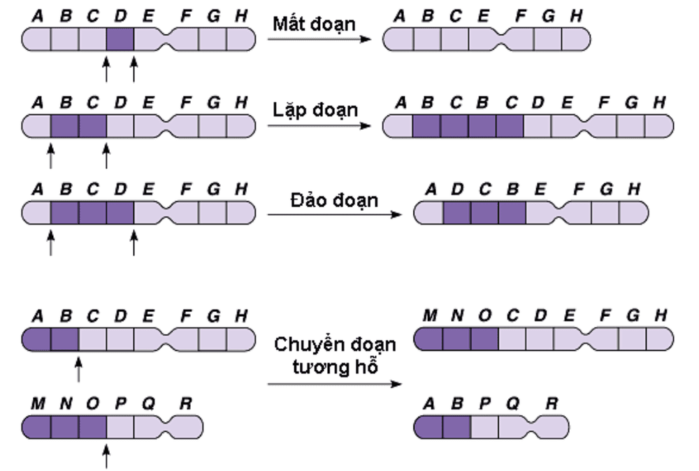 Diseases caused by chromosomal abnormalities