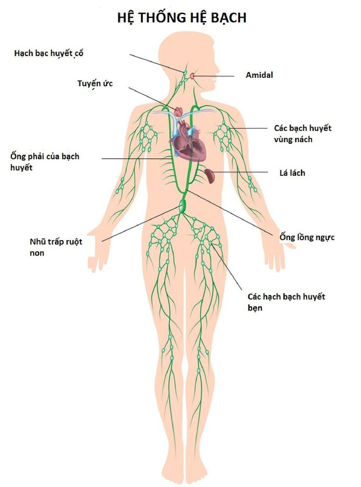 
Hệ thống hạch trên cơ thể
