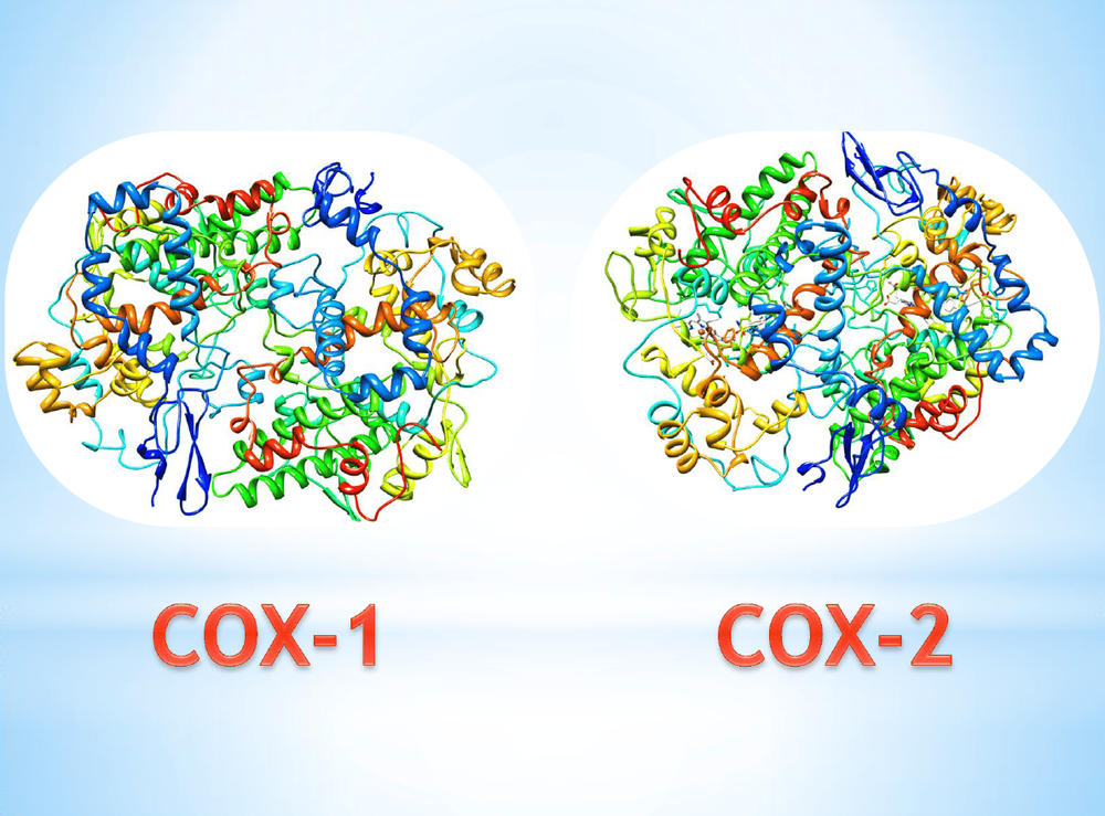 
Enzyme COX-1 và COX-2
