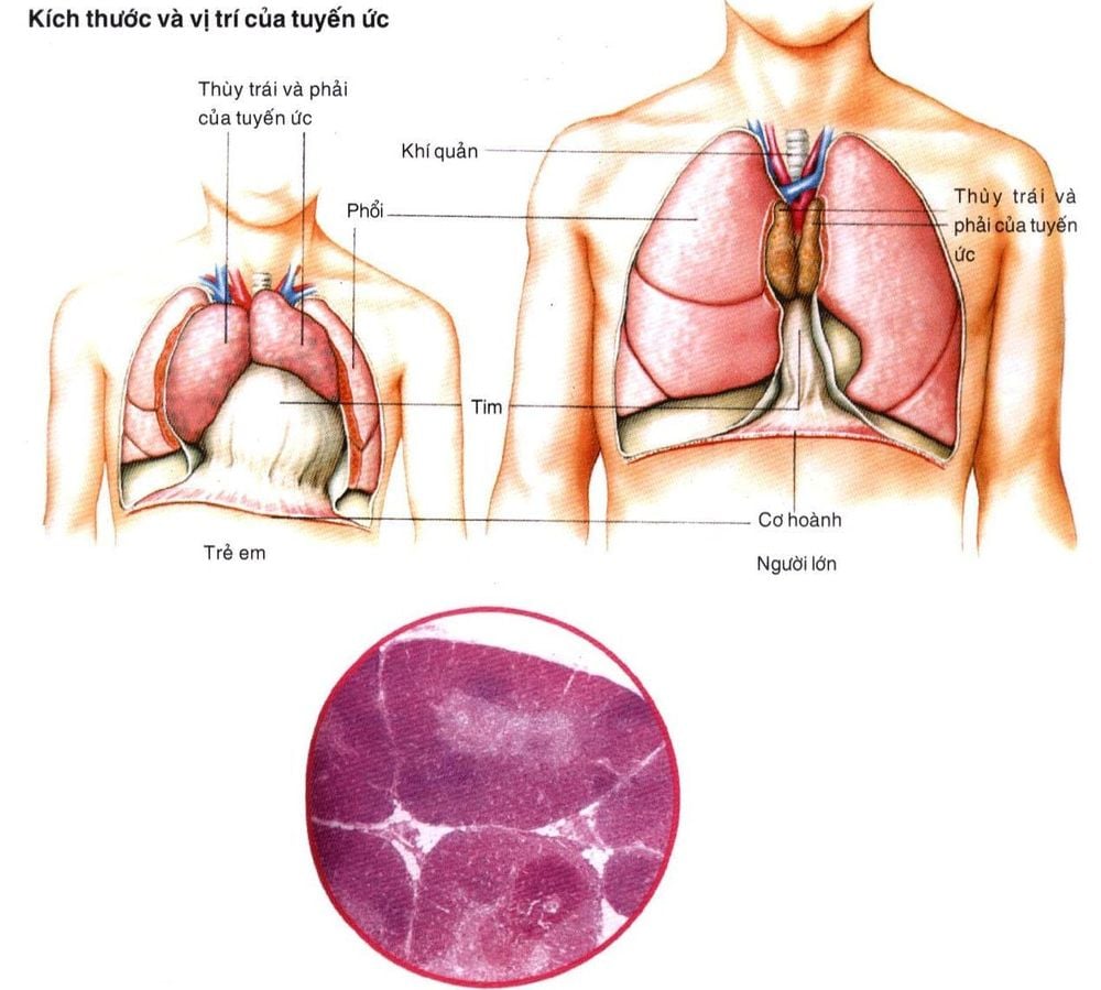 
Vị trí của tuyến ức trong cơ thể
