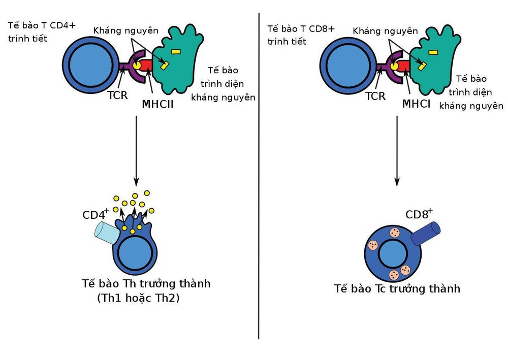 
Tế bào T hỗ trợ (T CD4+) với khả năng nhận diện kháng nguyên lạ
