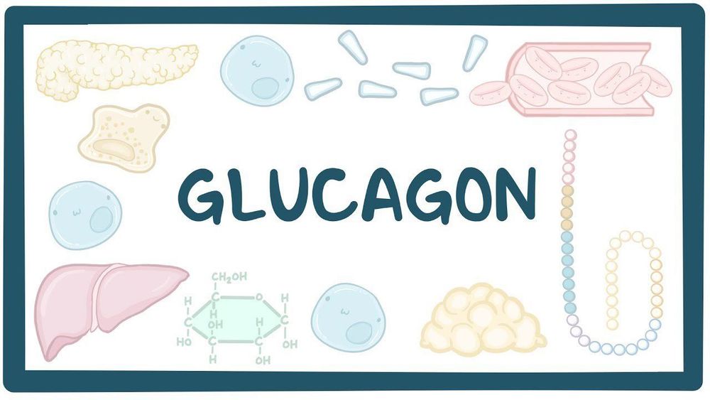 
Tuyến tụy tiết Glucagon để tăng đường huyết khi mức quá thấp
