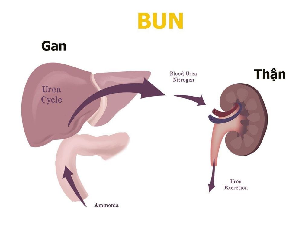 
Blood Urea Nitrogen tại gan và thận
