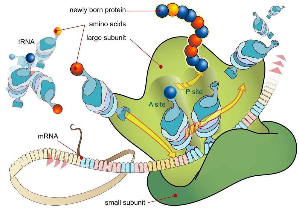 
Sinh tổng hợp protein l
