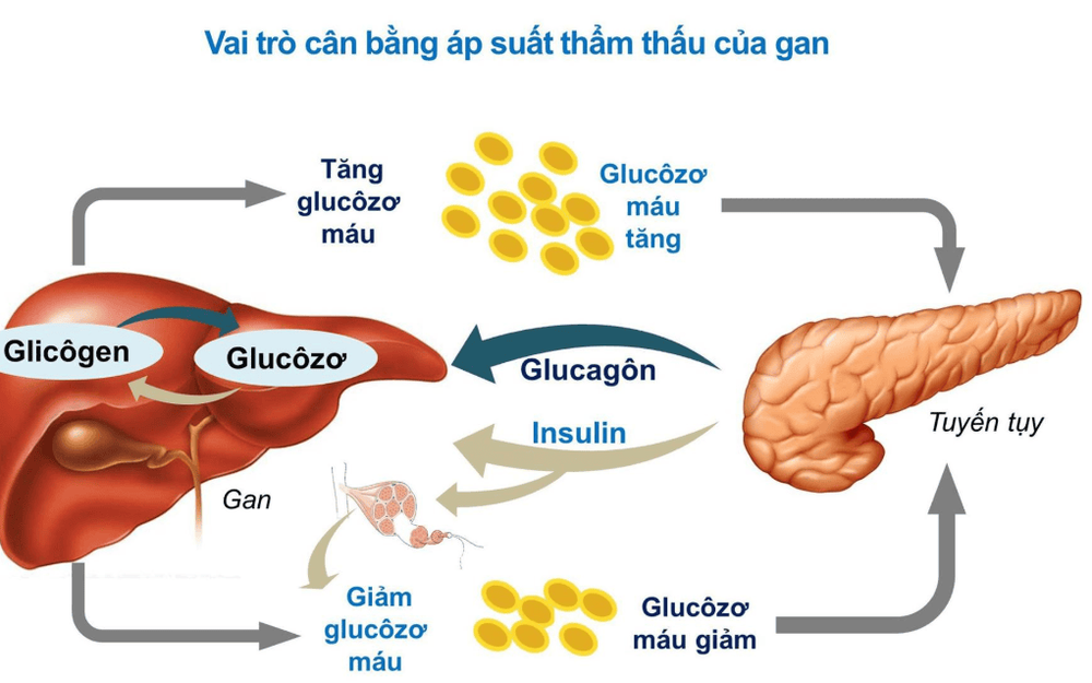 How does your body make Glucose?