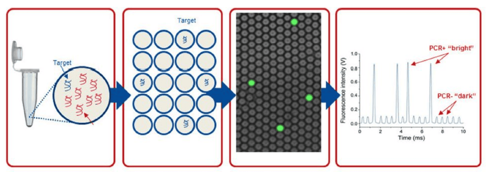 
Công nghệ PCR (ddPCR)
