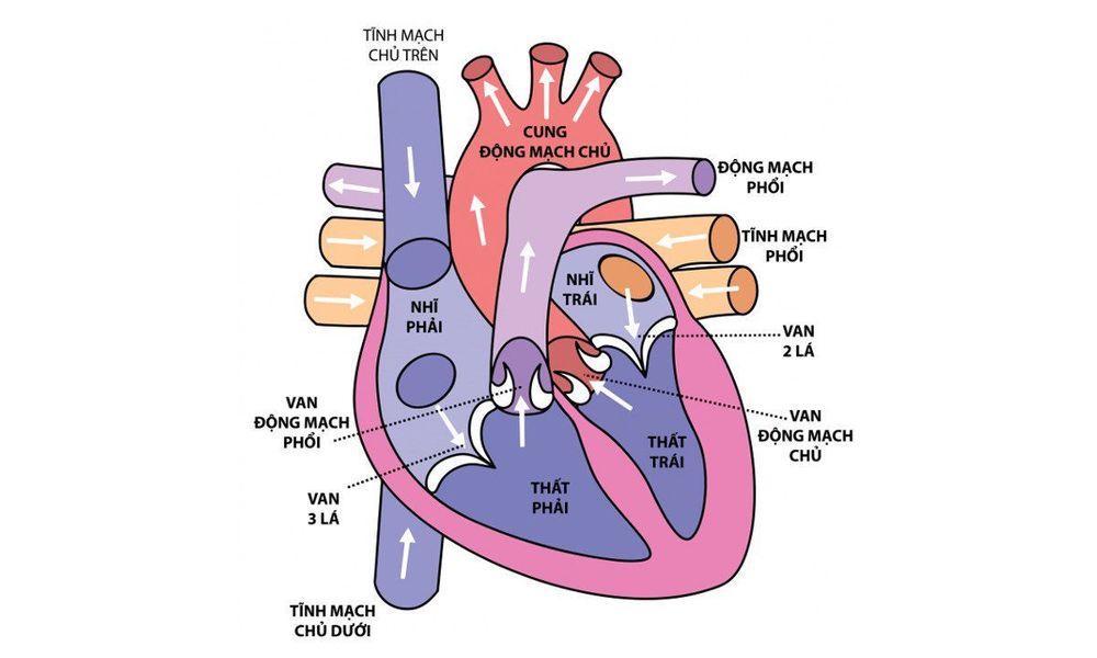 
Hẹp động mạch phổi
