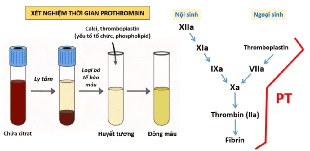 
Sơ đồ xét nghiệm thời gian prothrombin - PT
