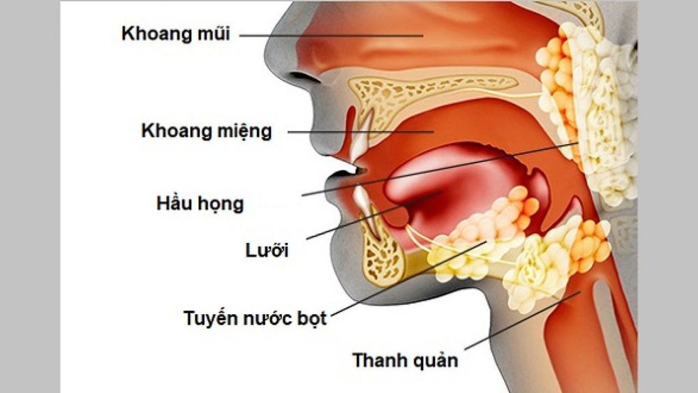 
Thủ thuật đặt nội khí quản có nguy cơ chấn thương hầu họng
