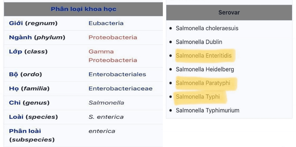 
Một số thông tin về vi khuẩn salmonella
