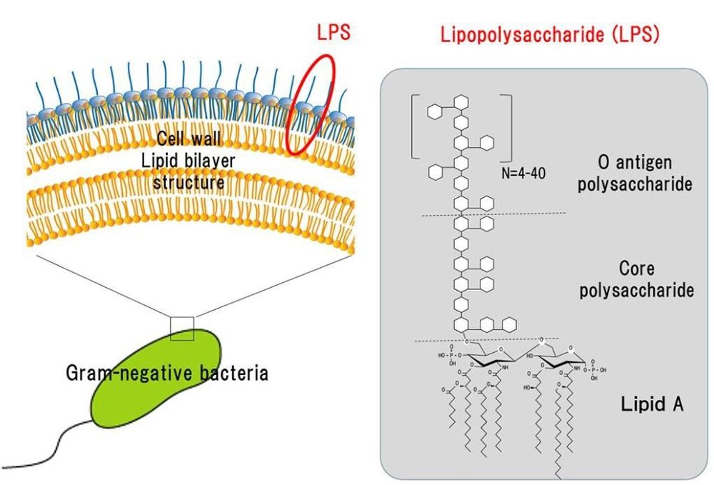 
Màng ngoài lipopolysaccharides của vi khuẩn có thể sử dụng làm kháng nguyên
