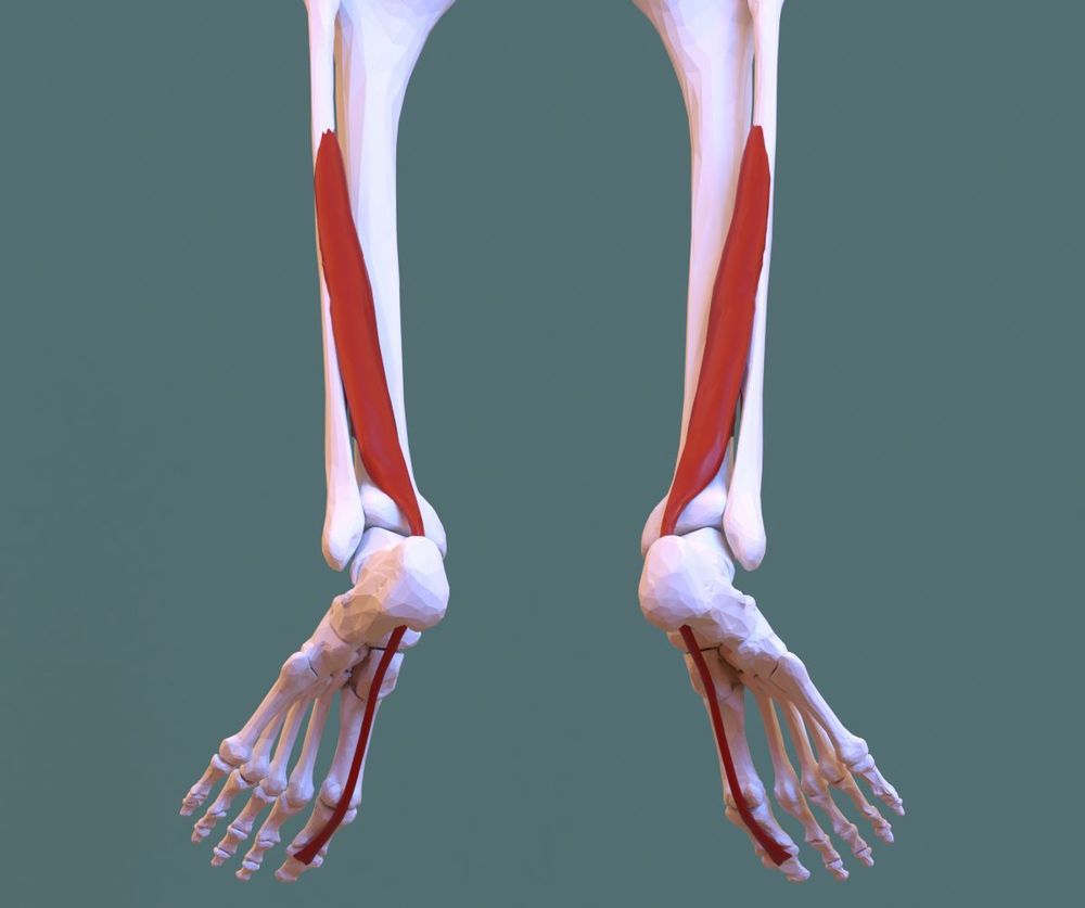 
Cơ dài uốn cong ngón chân cái (flexic hallicis longus)
