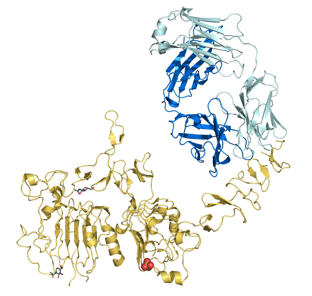 
Một số tế bào ung thư vú có quá nhiều protein HER2 làm cho bệnh phát triển nhanh
