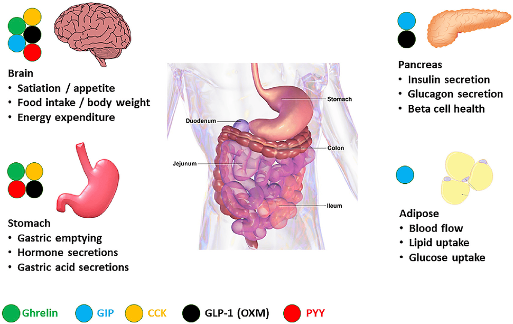 
Hình 2. Hormone ruột chính điều chỉnh chức năng trao đổi chất
