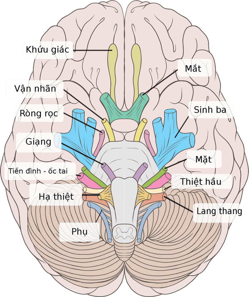 
Liệt các dây thần kinh sọ não báo hiệu ung thư giai đoạn muộn
