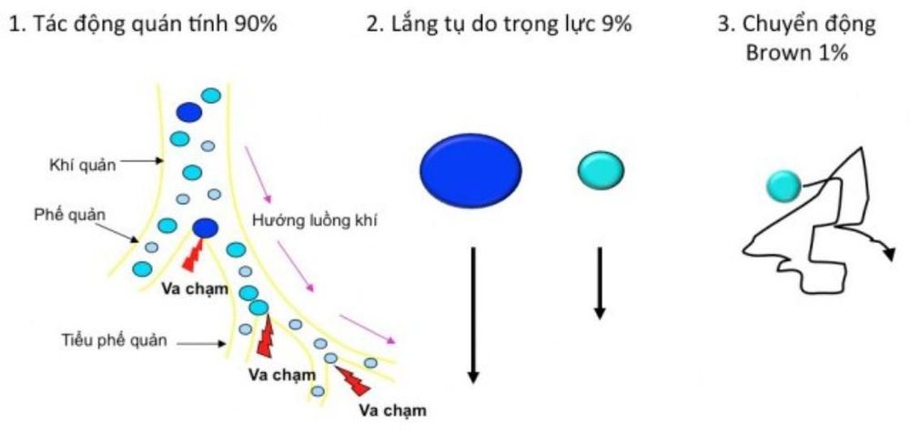 
Ba cơ chế động học liên quan đến sự lắng đọng của hạt thuốc ở đường hô hấp
