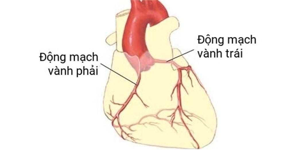 
Động mạch vành cung cấp máu cho tim
