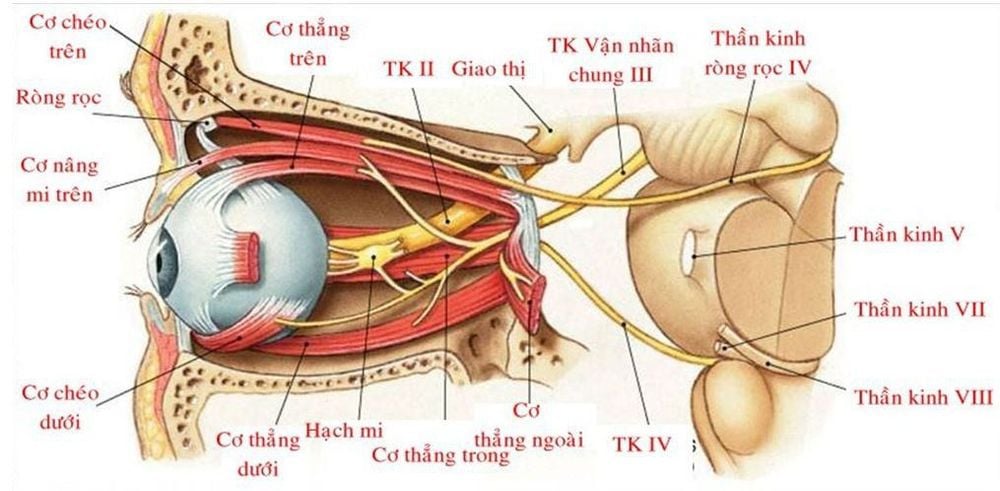 
Vị trí dây thần kinh thị giác trên hình ảnh giải phẫu hốc mắt
