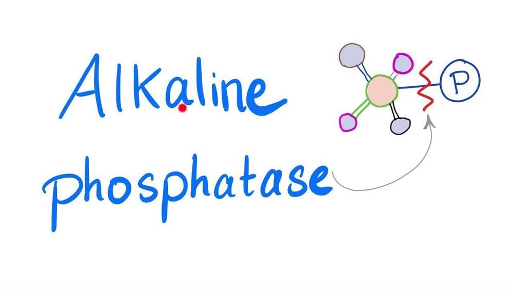 
Alkaline phosphatase là một enzyme được tìm thấy ở một số bộ phận cơ thể con người
