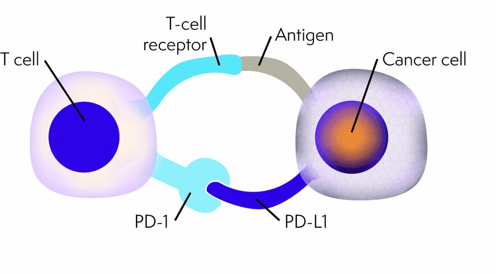 
Receptor chết theo chương trình 1 (PD1)
