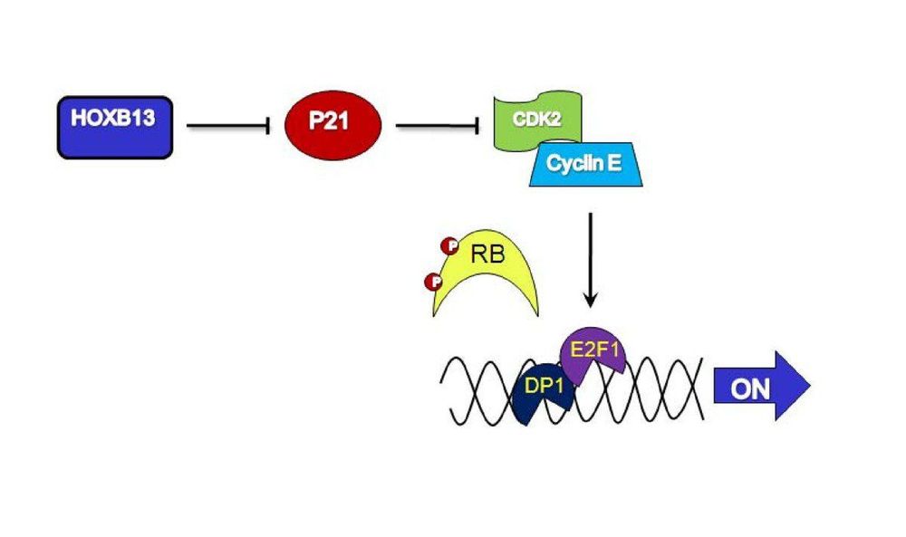 
Gen HOXB13 cung cấp hướng dẫn cho sản xuất một loại protein mà tùy viên để khu vực cụ thể của DNA và quy định về hoạt động của các gen khác
