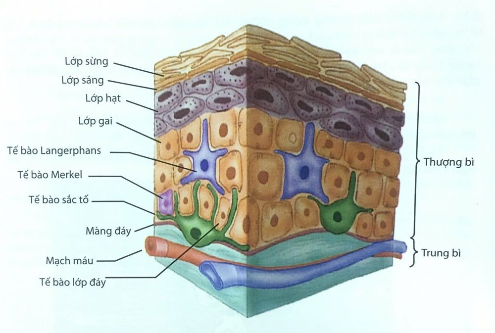 Đặc điểm tế bào da