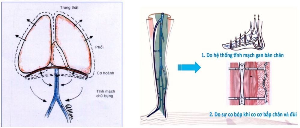 
Hệ tĩnh mạch đảm bảo nhận máu từ ngoại biên đưa trở về tim
