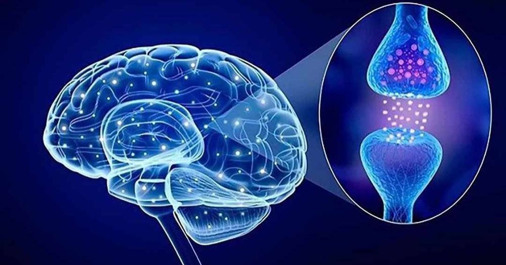 
Chất dẫn truyền thần kinh serotonin có vai trò quan trọng với não bộ của con người
