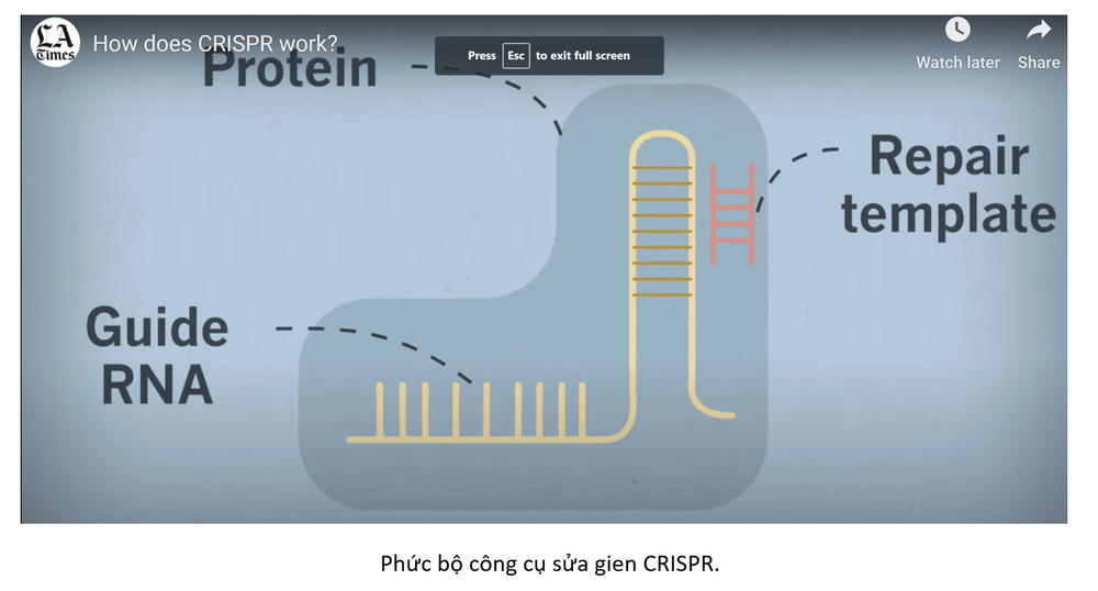 CRISPR cas9 - Bộ công cụ sửa gen, ứng dụng trong nghiên cứu điều trị ung thư